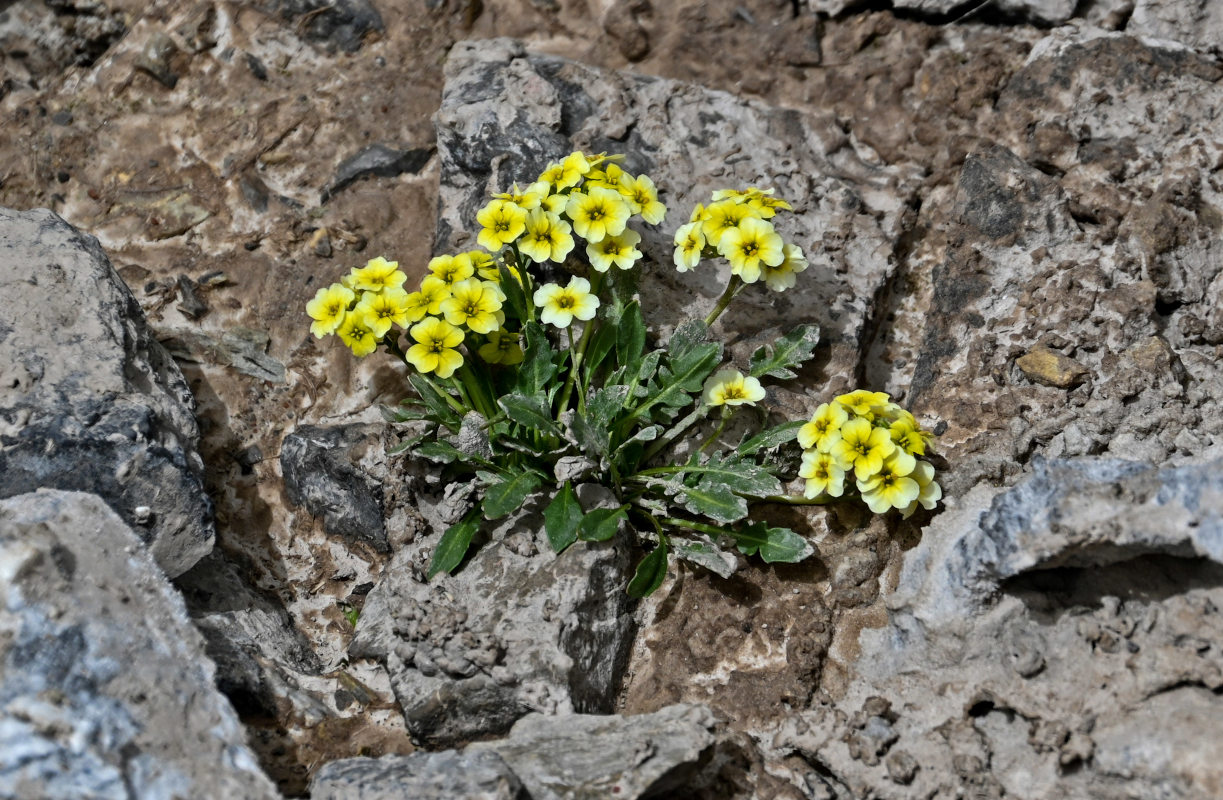 Image of Chorispora macropoda specimen.