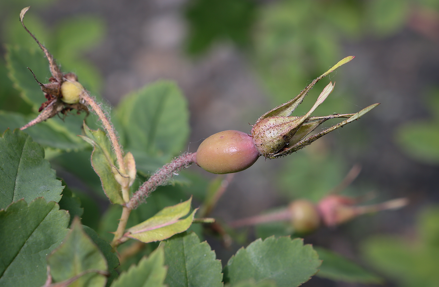 Image of Rosa acicularis specimen.