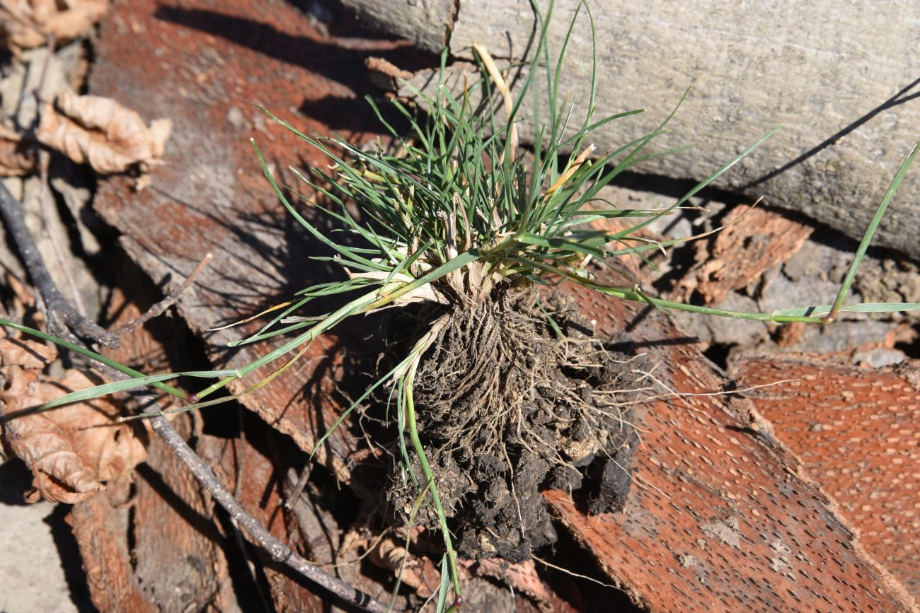 Image of Lolium perenne specimen.