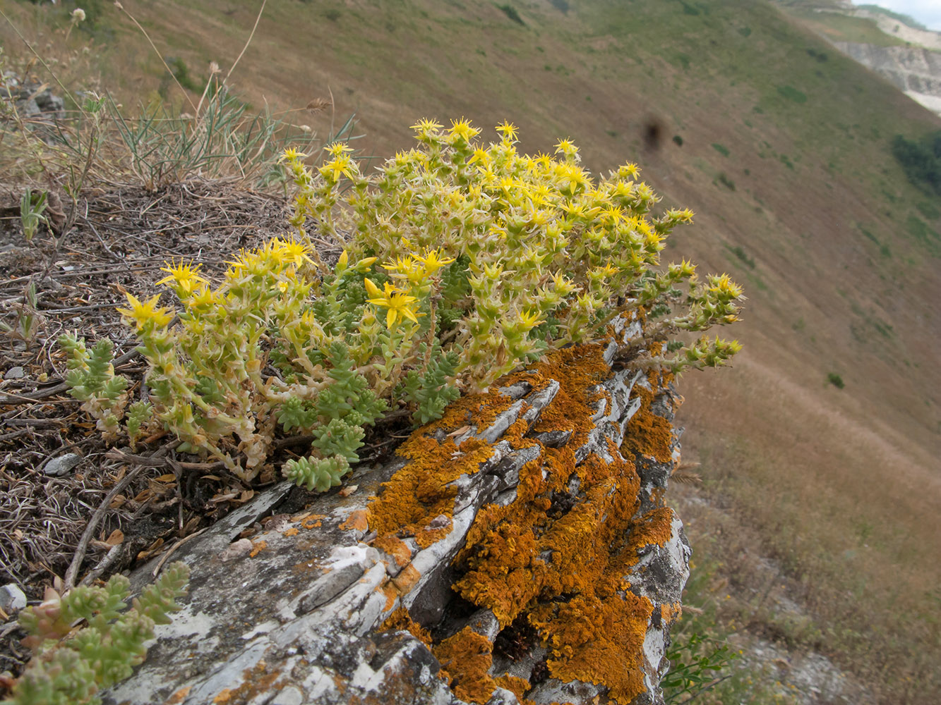 Изображение особи Sedum acre.