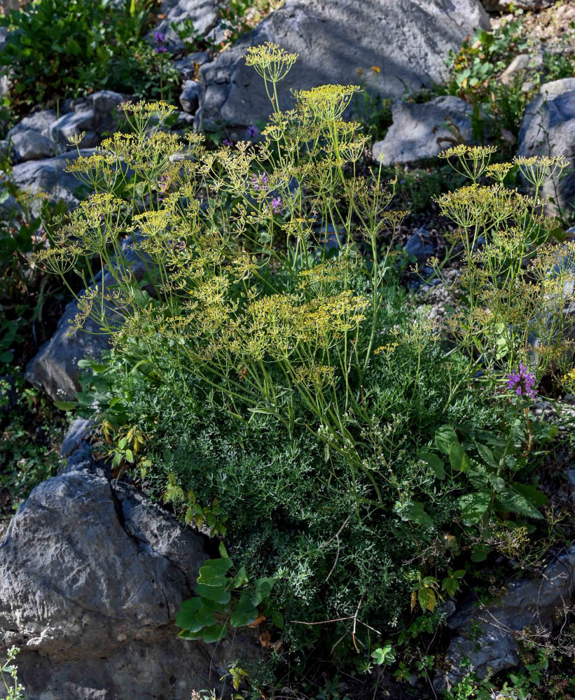 Image of familia Apiaceae specimen.