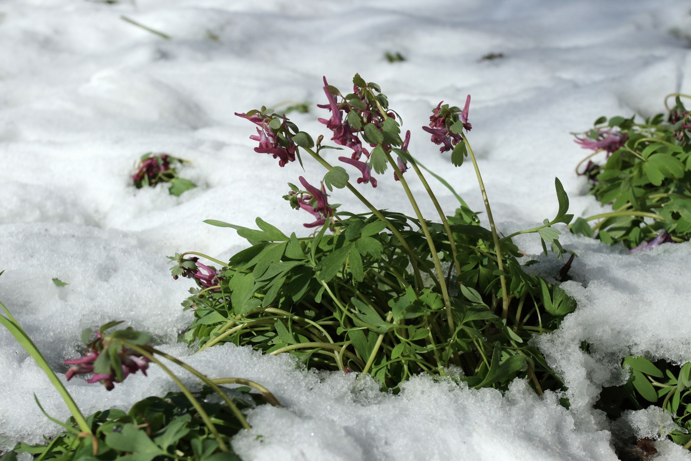 Изображение особи Corydalis solida.