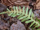 Polypodium vulgare