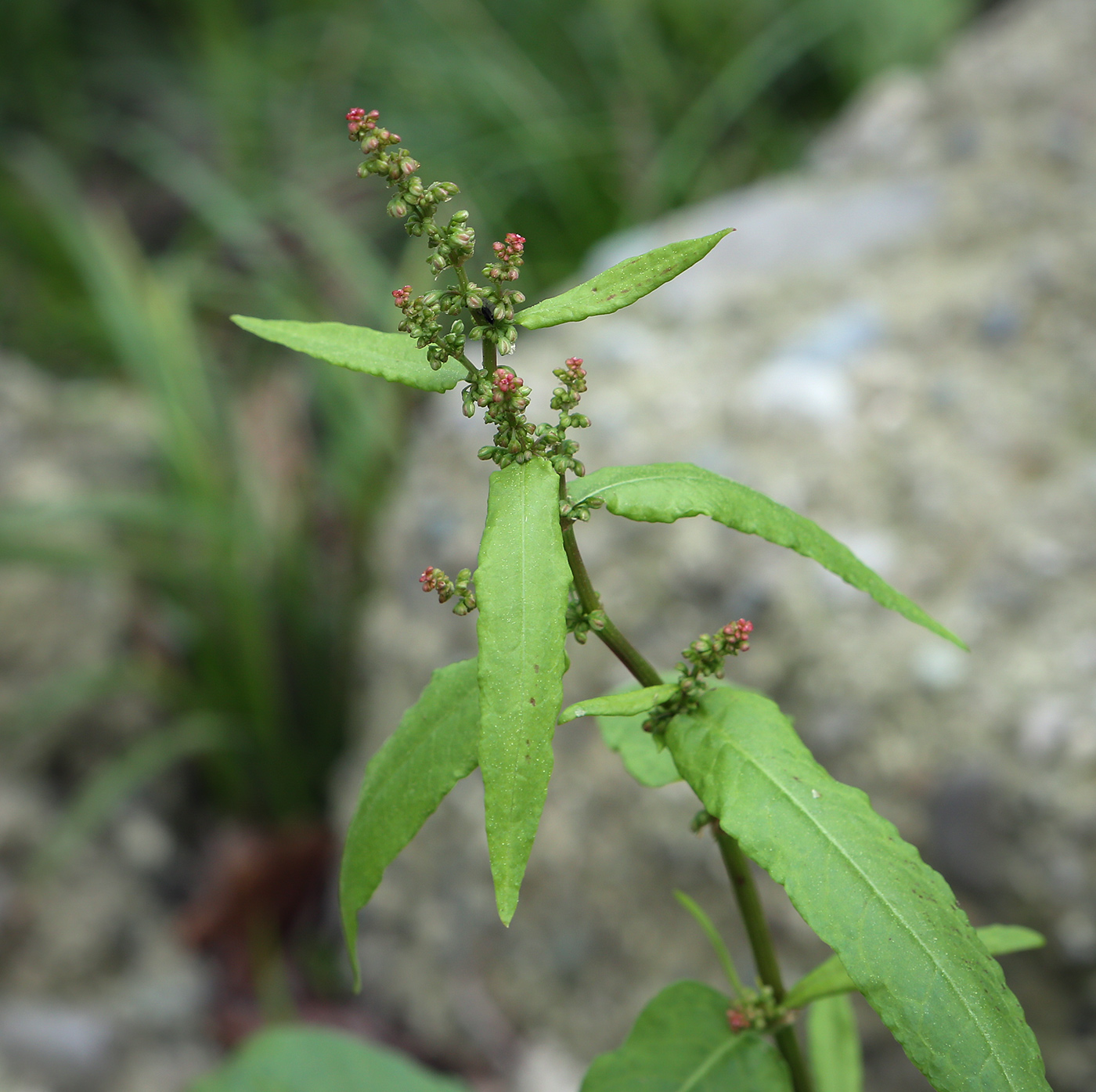 Изображение особи род Rumex.