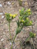 Linum strictum. Верхушка побега с соцветиями. Испания, автономное сообщество Каталония, провинция Жирона, комарка Баш Эмпорда, муниципалитет Тороэлья-де-Монгри, окр. устья р. Тер, осушенный участок маршевого луга \"Платера\" (Platera), наносы песка вдоль тропы. 12.05.2024.