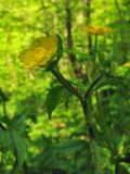 Ranunculus lanuginosus