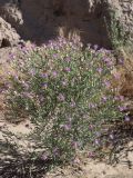 Acroptilon repens