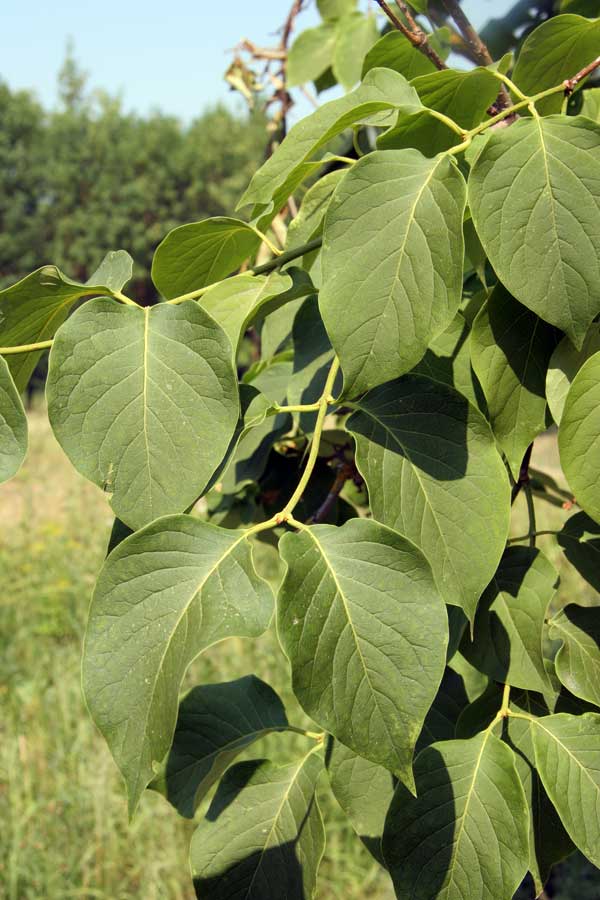 Image of Syringa amurensis specimen.