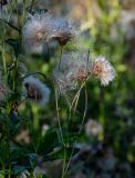 Cirsium arvense