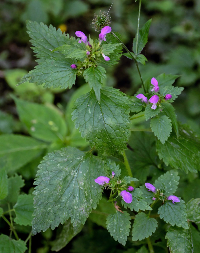 Image of Lamium maculatum specimen.
