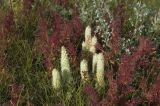 Orostachys malacophylla