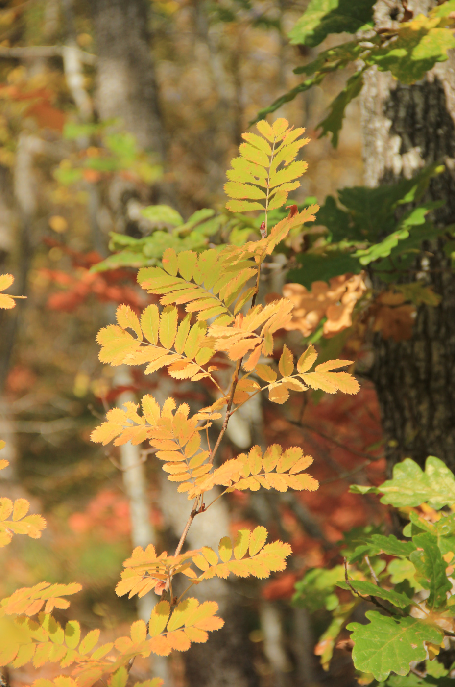 Изображение особи Sorbus domestica.
