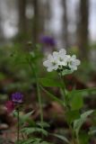 Pulmonaria obscura