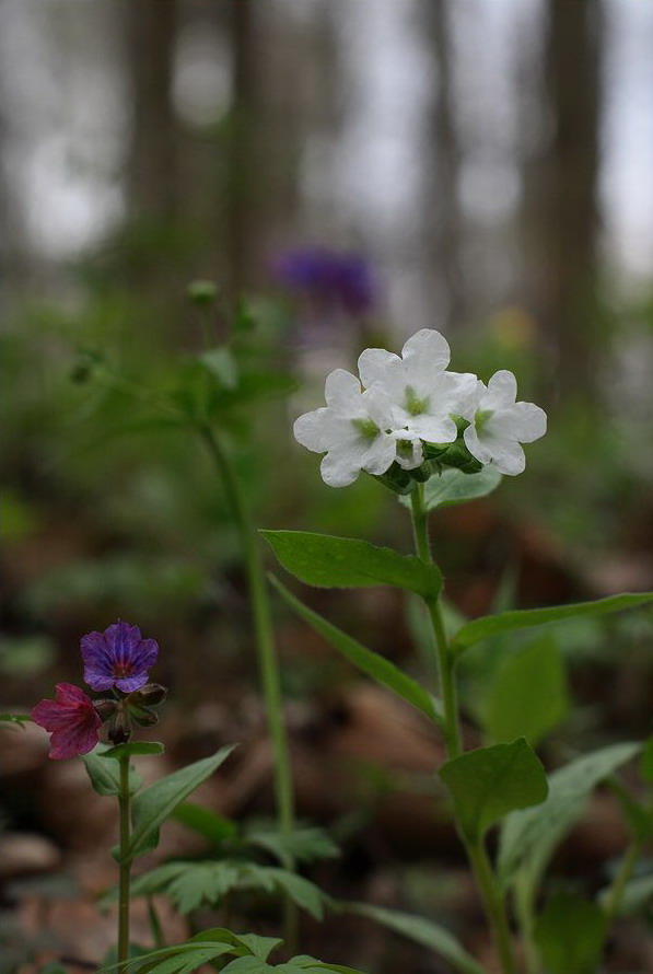 Image of Pulmonaria obscura specimen.