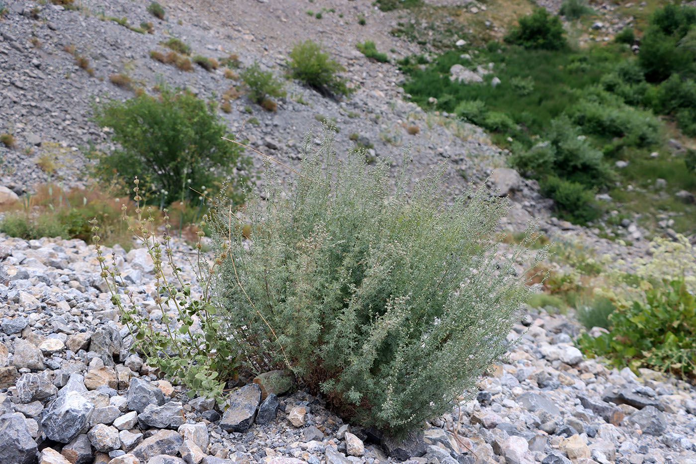 Image of Artemisia persica specimen.
