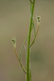 Image of taxon representative. Author is Илья Михеев
