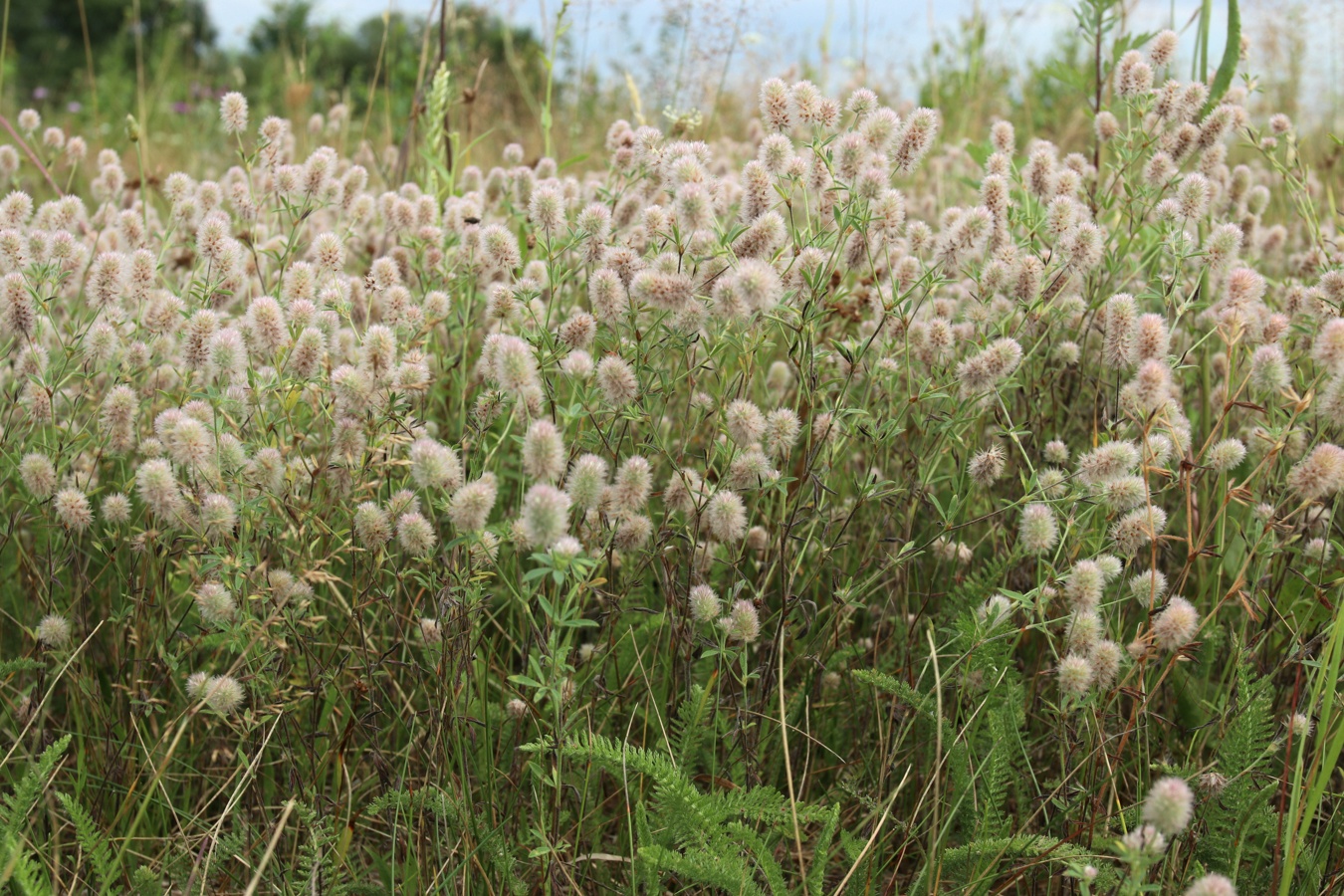 Image of Trifolium arvense specimen.