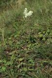 Filipendula vulgaris