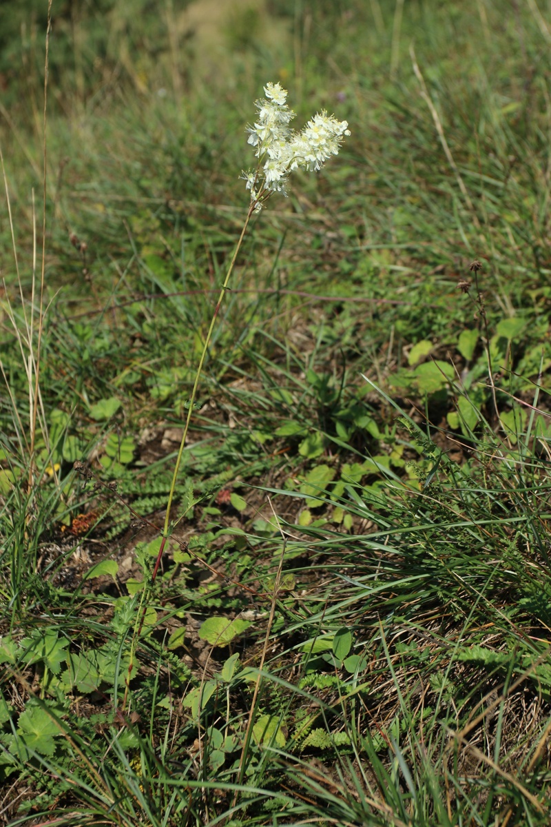 Изображение особи Filipendula vulgaris.