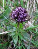 Valeriana capitata