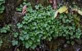Ranunculus cappadocicus
