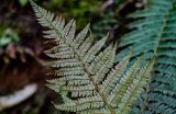 Polystichum braunii. Верхушка вайи с сорусами (вид на абаксиальную поверхность). Краснодарский край, Сочи, Хостинский р-н, ущ. р. Большая Хоста, смешанный лес. 11.03.2025.
