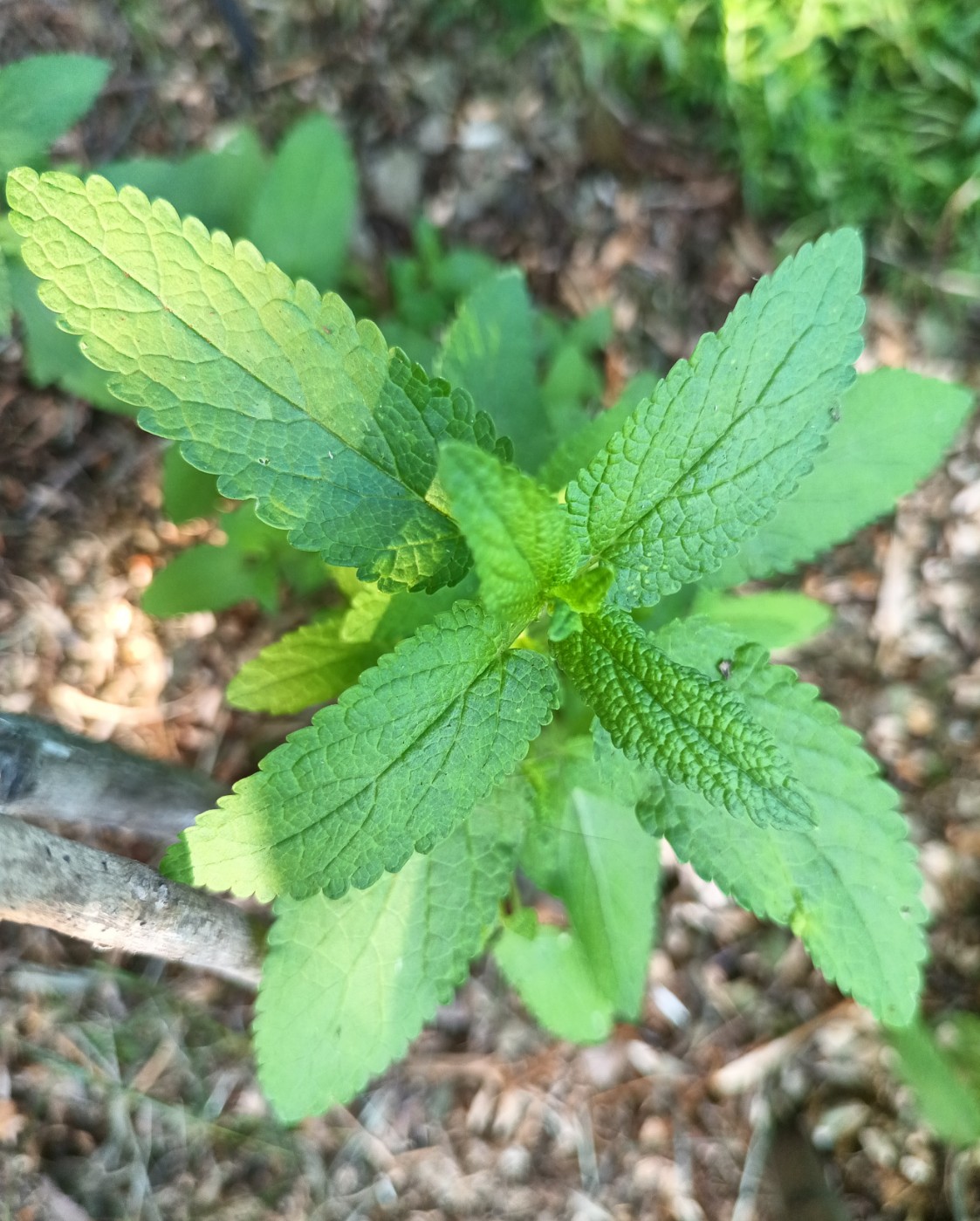 Image of Unknown species specimen.