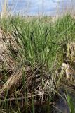 Carex acuta. Растение с развивающимися генеративными побегами. Беларусь, Витебская обл., окр. пос. Езерище, берег оз. Езерище, подтопленный берег озера. 09.05.2025.