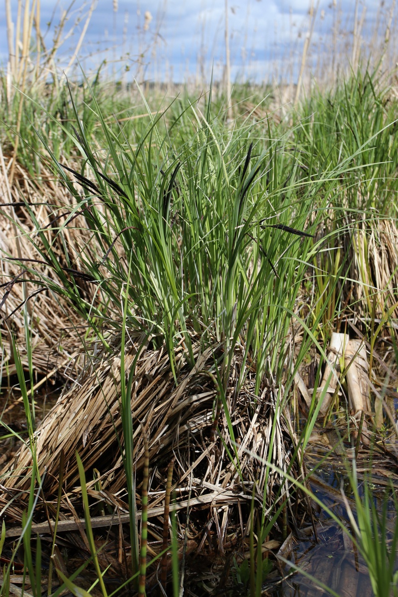 Изображение особи Carex acuta.