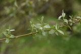 род Salix