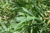 Falcaria vulgaris