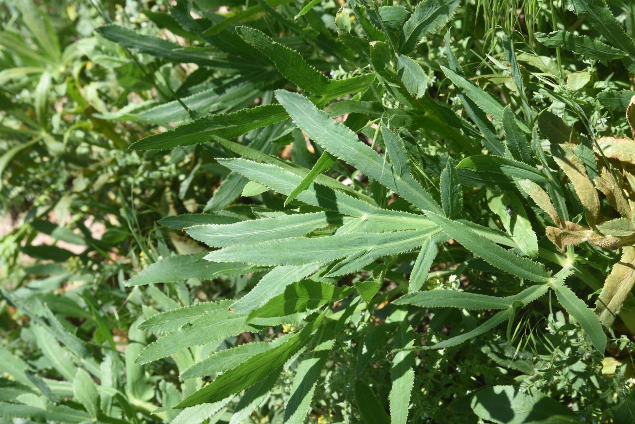 Image of Falcaria vulgaris specimen.