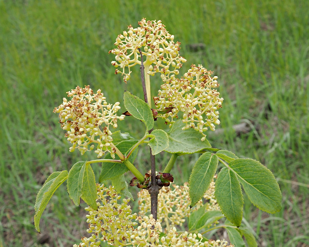Image of Sambucus racemosa specimen.
