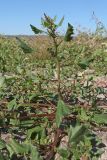 Oxybasis chenopodioides. Цветущее растение. Крым, Бахчисарай, вдхр. Эгиз-Оба, обнажившееся после спада воды глинистое дно. 21.09.2025.