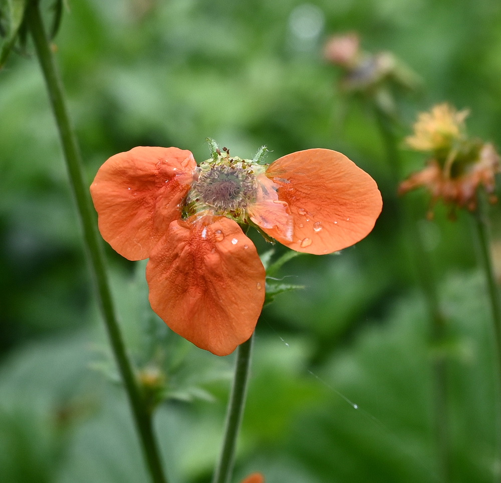 Image of Geum quellyon specimen.