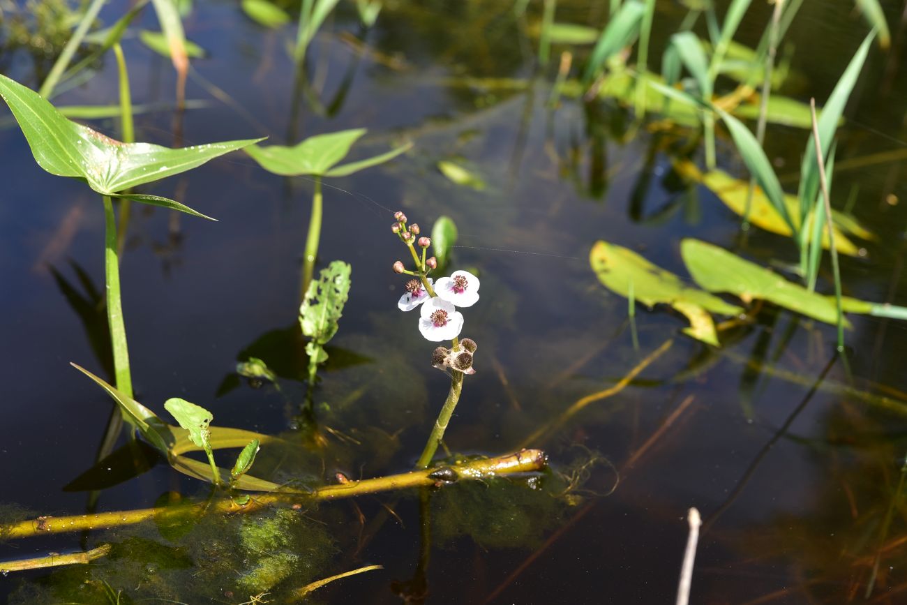 Изображение особи Sagittaria sagittifolia.