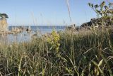 Solidago virgaurea подвид dahurica. Верхушка цветущего растения. Приморский край, Хасанский р-н, Зарубинское гор. пос., окр. с. Витязь, приморский склон, луговое сообщество. 27.09.2025.
