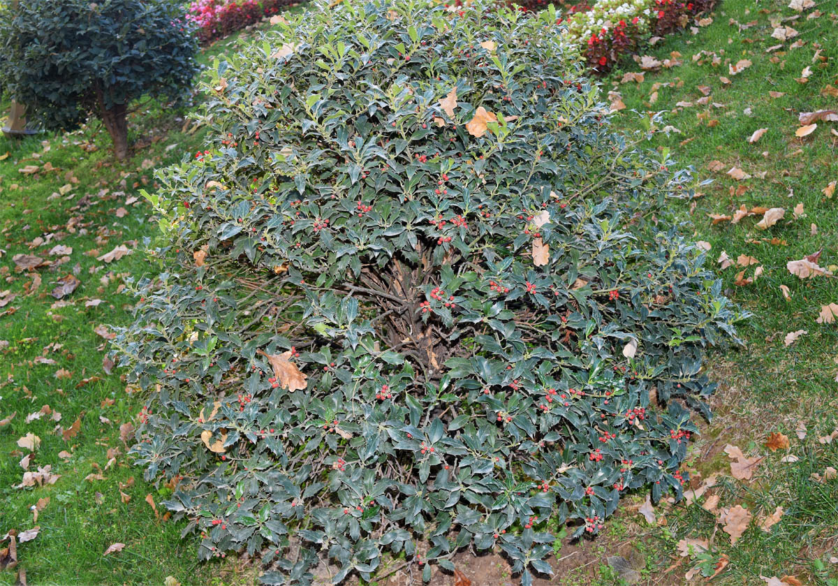 Image of Ilex aquifolium specimen.