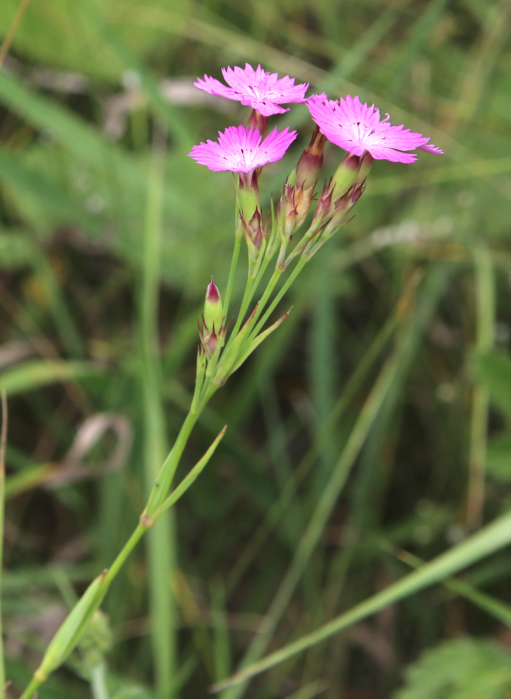 Image of Dianthus eugeniae specimen.