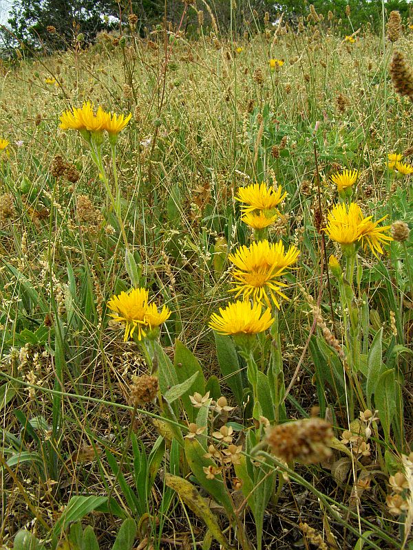 Изображение особи Inula oculus-christi.