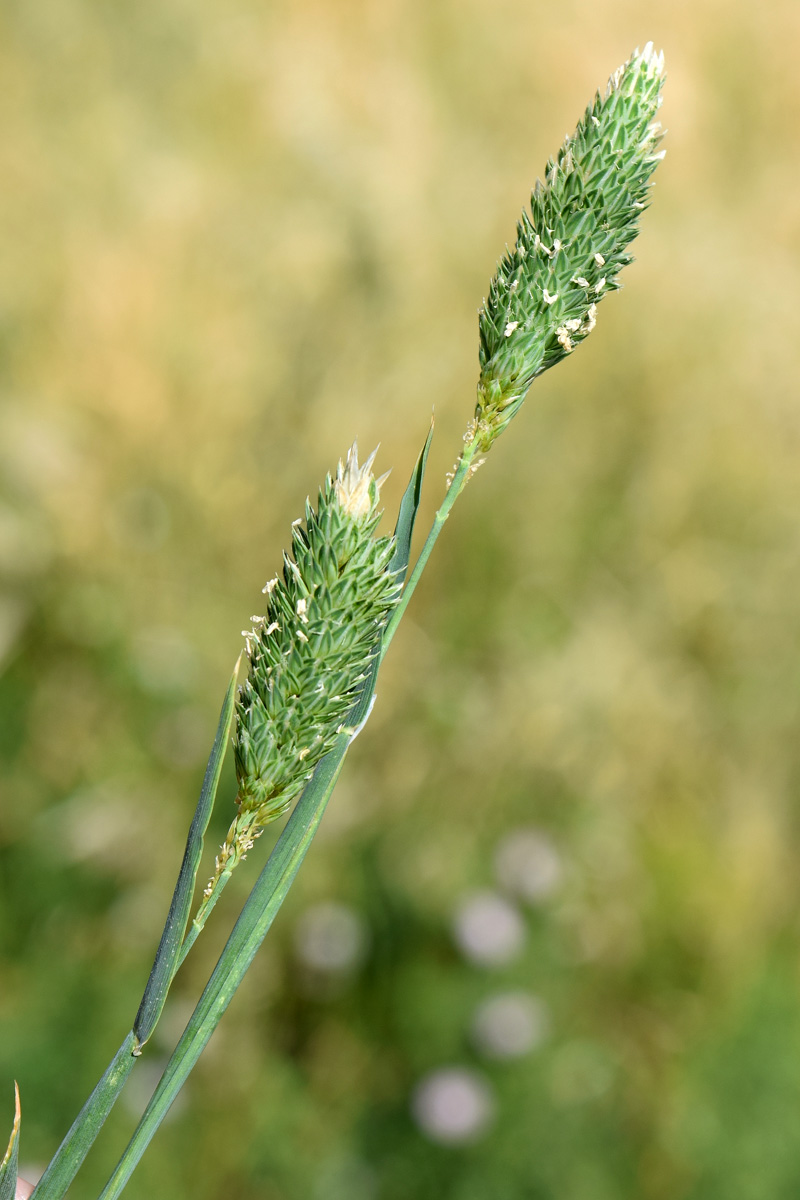 Изображение особи род Phalaris.