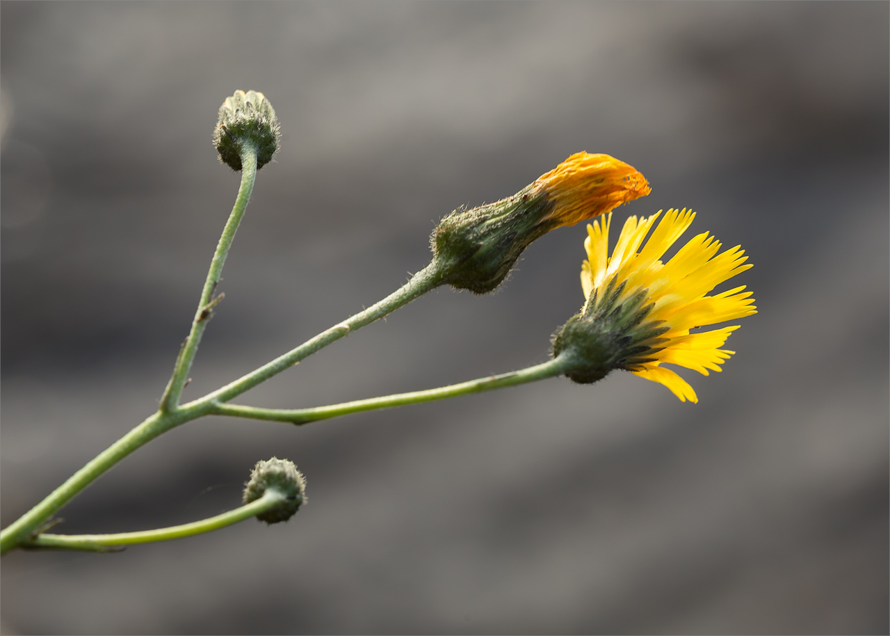 Image of genus Hieracium specimen.