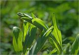 Polygonatum multiflorum. Верхушка молодого побега. Московская обл., Раменский р-н, окр. дер. Хрипань, садовый участок. 06.05.2025.
