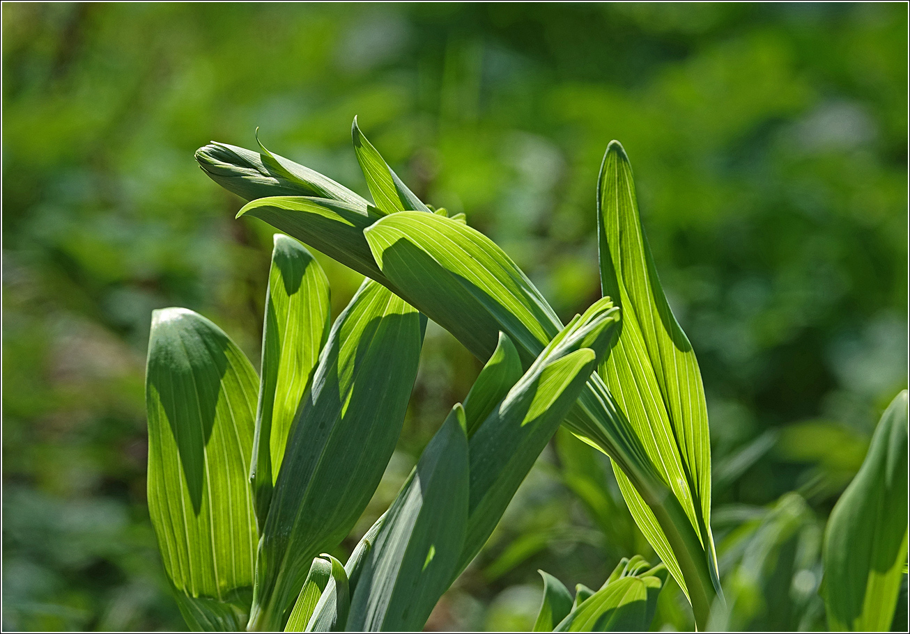 Изображение особи Polygonatum multiflorum.