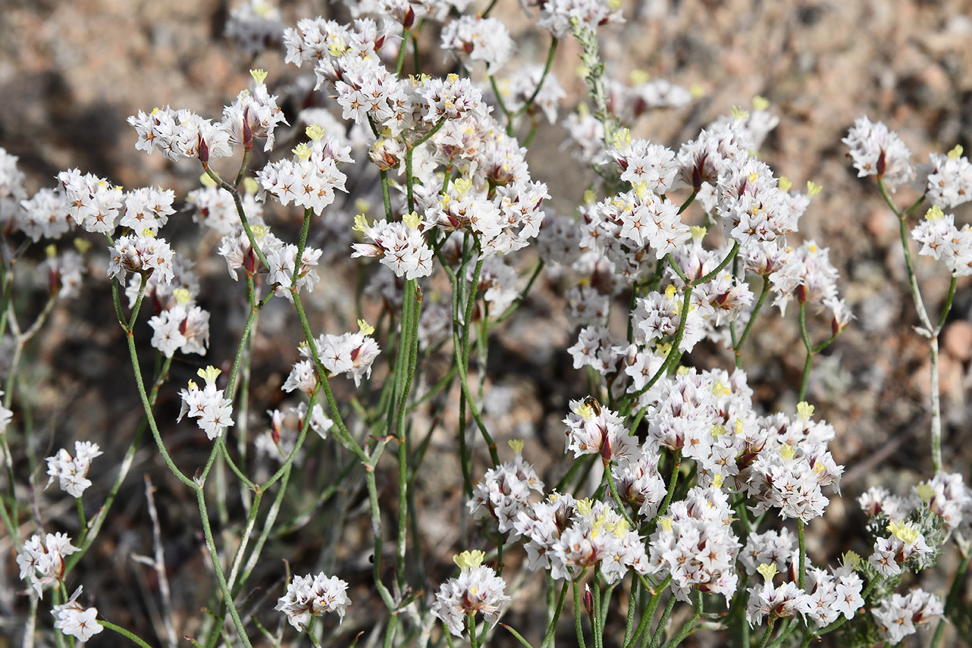 Image of Limonium michelsonii specimen.
