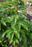 Paeonia lactiflora. Нижняя часть побега. Свердловская обл., окр. г. Североуральск, дачный участок. 21.06.2025.