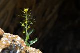 семейство Brassicaceae. Верхушка цветущего и плодоносящего растения. Киргизия, Баткенская обл., Баткенский р-н, окр. с. Самаркандык, Туркестанский хр., горы Сары-Тоо, ур. Шодемир, ущ. Занкур, главный вход пещеры Кон-и-Гут, трещина в массиве замшелого серого кристаллического известняка. 7 мая 2025 г.