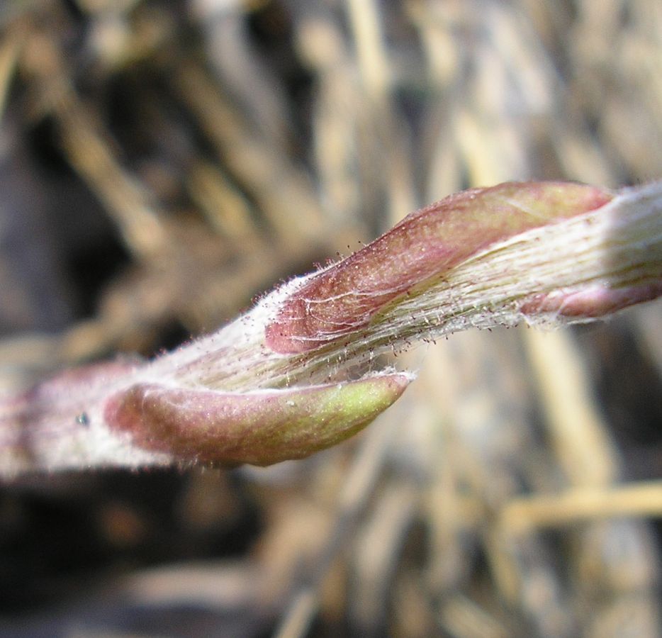 Image of Tussilago farfara specimen.