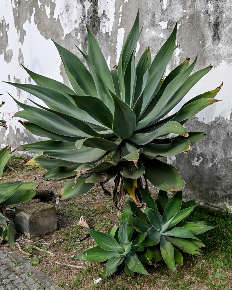 Изображение особи Agave attenuata.