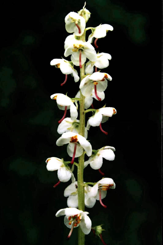 Изображение особи Pyrola rotundifolia.